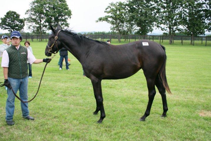 ２００９年キャロットクラブ募集馬見学ツアー ～ ノーザンファーム Yearling 空港 ～: なべおの歳時記