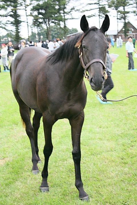 ２００９年キャロットクラブ募集馬見学ツアー ～ ノーザンファーム Yearling 空港 ～: なべおの歳時記