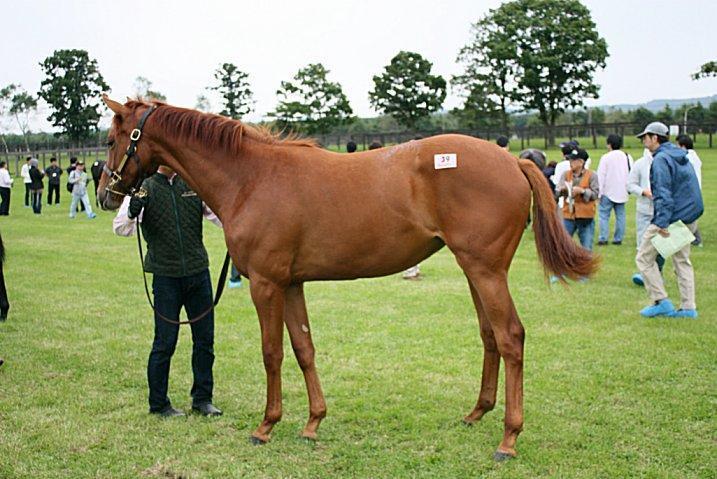 ２００９年キャロットクラブ募集馬見学ツアー ～ ノーザンファーム Yearling 空港 ～: なべおの歳時記